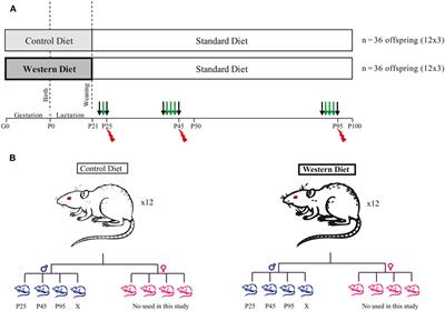 Perinatal Western Diet Consumption Leads to Profound Plasticity and GABAergic Phenotype Changes within Hypothalamus and Reward Pathway from Birth to Sexual Maturity in Rat